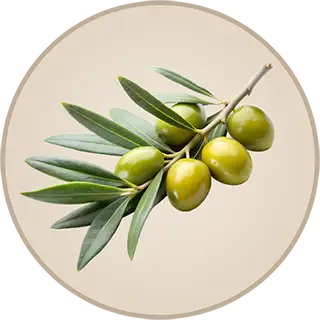 Olive branch with olives