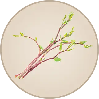 Bundle of giant Japanese knotweed